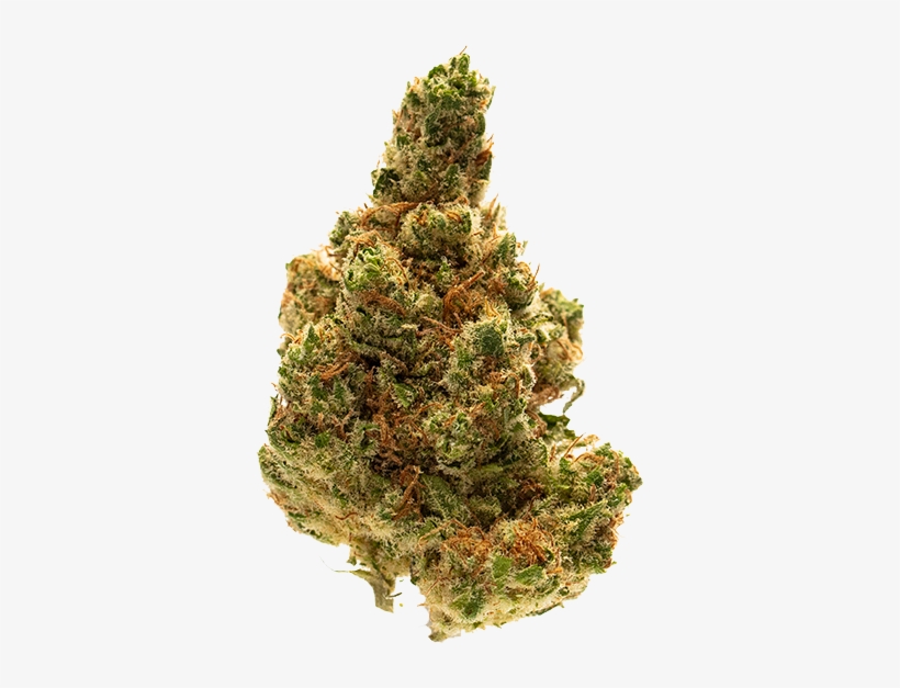 Conspiracy - Red Pine, transparent png