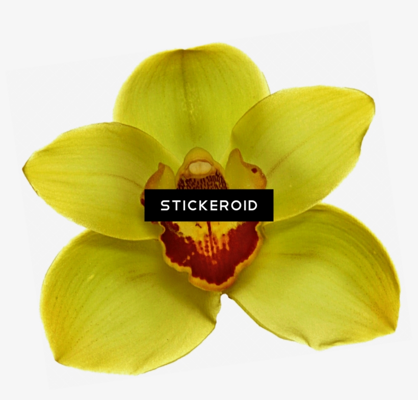 White Orchid, transparent png