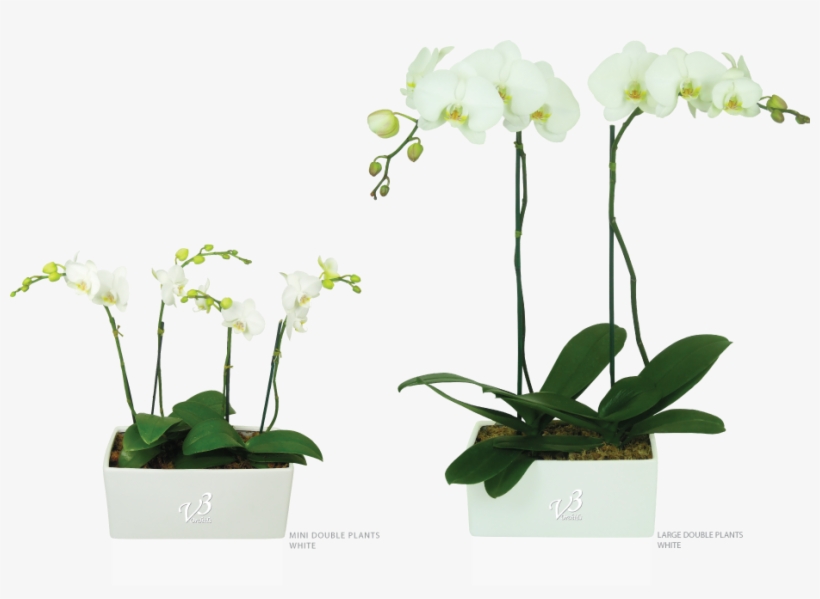 Orchids, transparent png