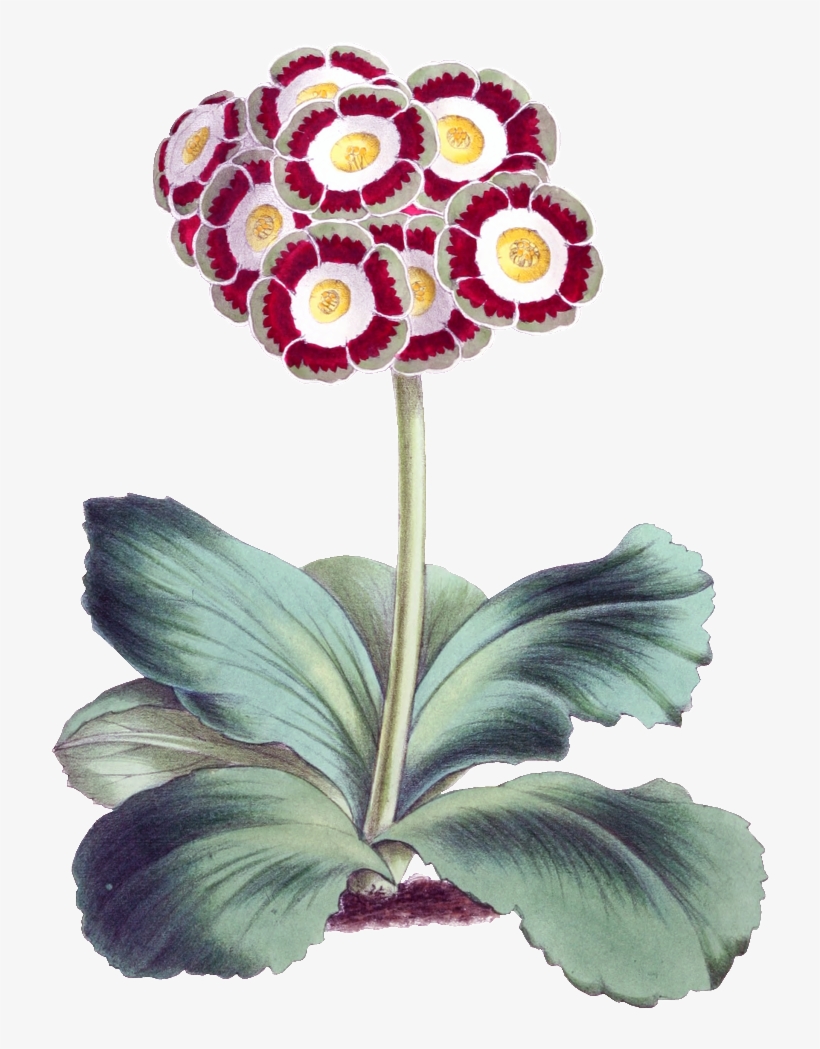 Este Diseño De Producto Es Hd Gorgeous Vintage Painted - Floral Magazine 1869 Auricula Canvas Art - James Andrews, transparent png