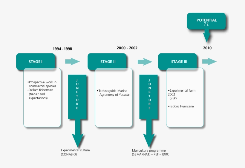 The Developmental Process Of Seaweed Farming In Yucatan, - Process Of Seaweed Cultivation, transparent png