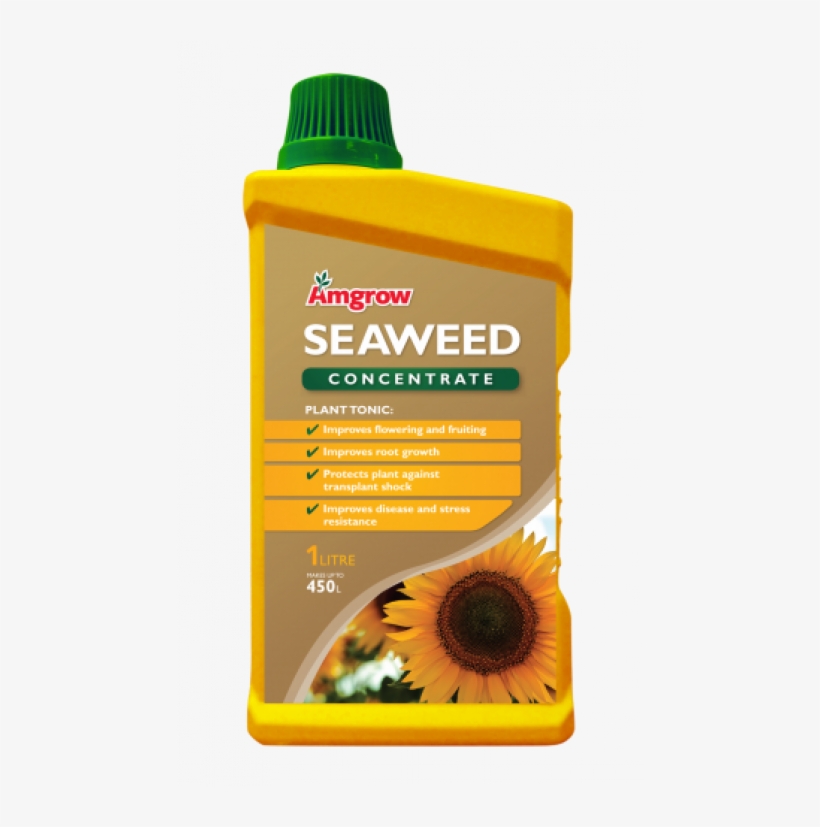 Seaweed, transparent png