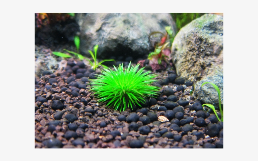 Eriocaulon Ratonagiriuni Freshwater Plants, Planted - Aquarium, transparent png