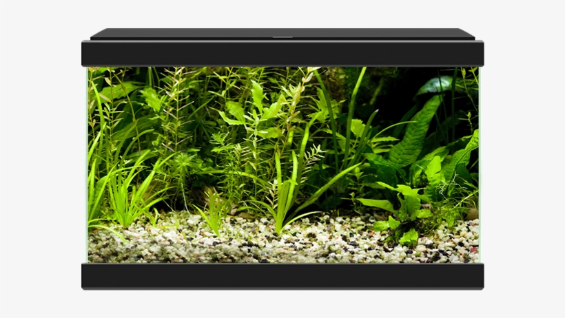 Aqua - Ciano Aqua 20 Aquarium With L.e.d Light White, transparent png