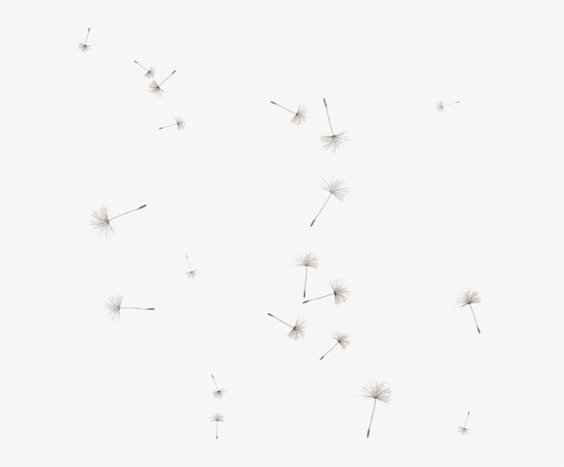 Dandelion Png Image - Dandelion Seed Dandelion Png, transparent png