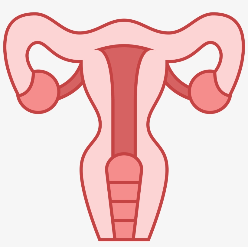 This Icon Represents The Uterus Of A Female Human - Uterus Png, transparent png