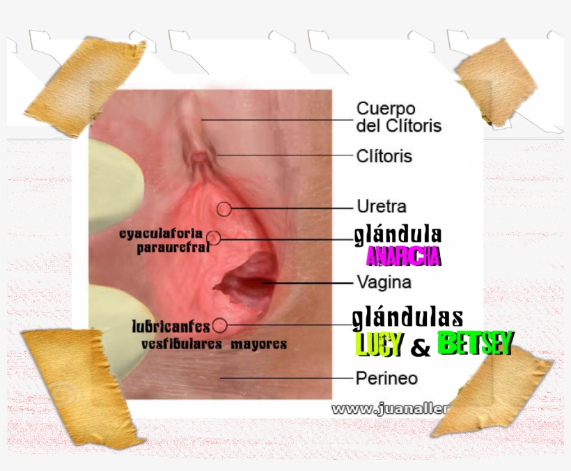 In Honor Of The Enslaved Women Who Were Victims Of - Dosa, transparent png