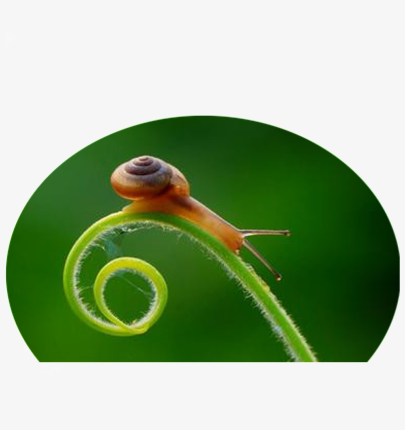 Png De Estetica Caracol Estática Alta Definicion - Cloud, transparent png
