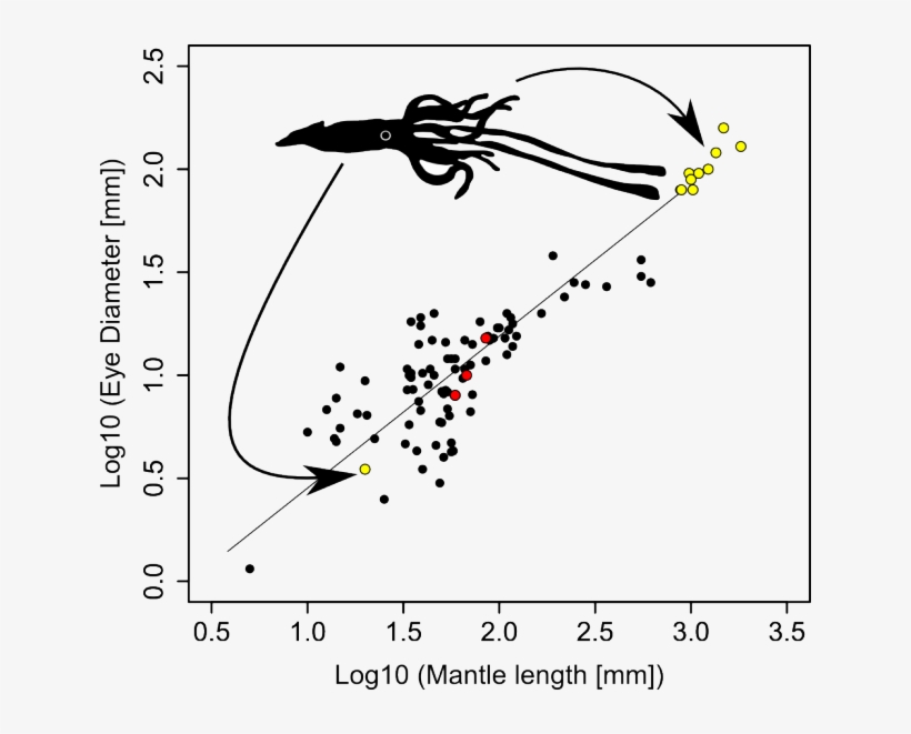 Squ#eye Size Sma - Giant Red Squid Size, transparent png