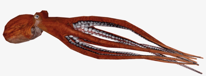 Pacificgiantoctopus - Giant Pacific Octopus Png, transparent png
