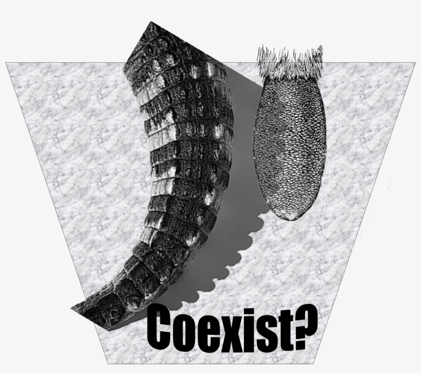Beaver Or A Wild Goose,” Parnell Said - Graphic Design, transparent png