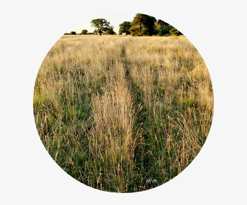 Where A Track Used By A Fox Or Badger Cuts Through - Grass, transparent png
