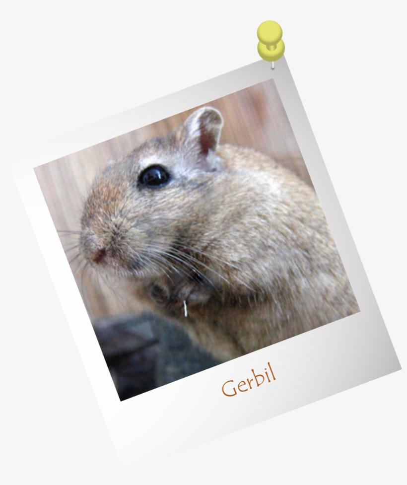 Gerbi Animal, transparent png