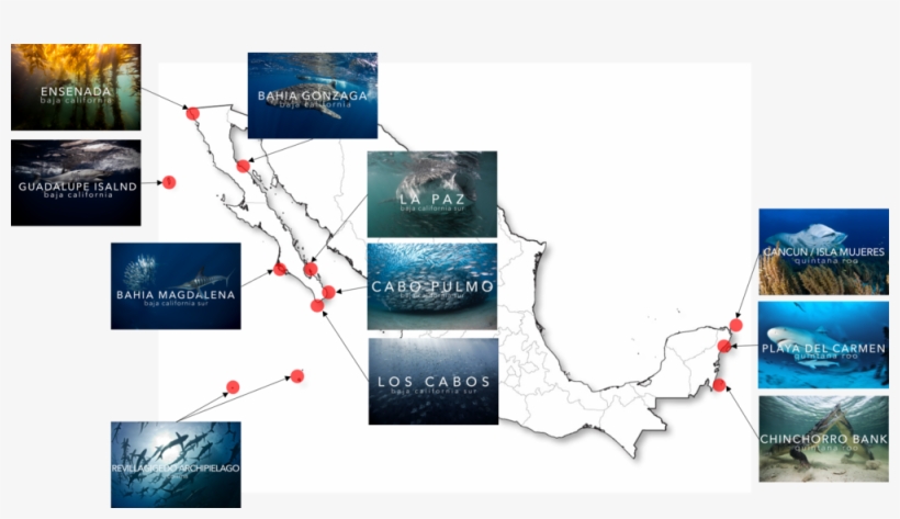 Mapa Mexico Pelagic Life Expediciones - Schools Of Silky Sharks During Mating Rituals, transparent png