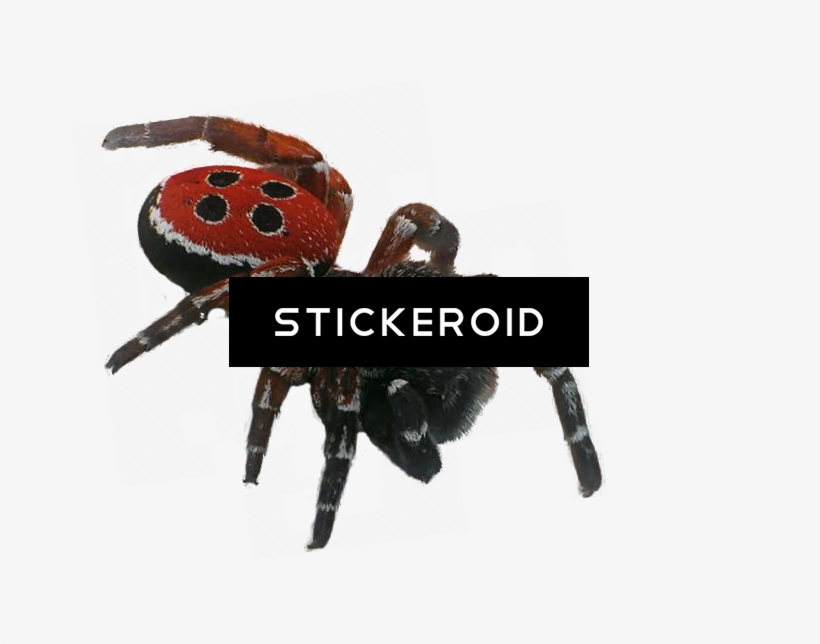 Spider Insects - Portable Network Graphics, transparent png