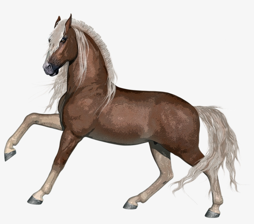 Horse, Stallion, Animal, Farm, Nature, Mammal, Equine - Disegni Da Stampare Di Cavalli, transparent png