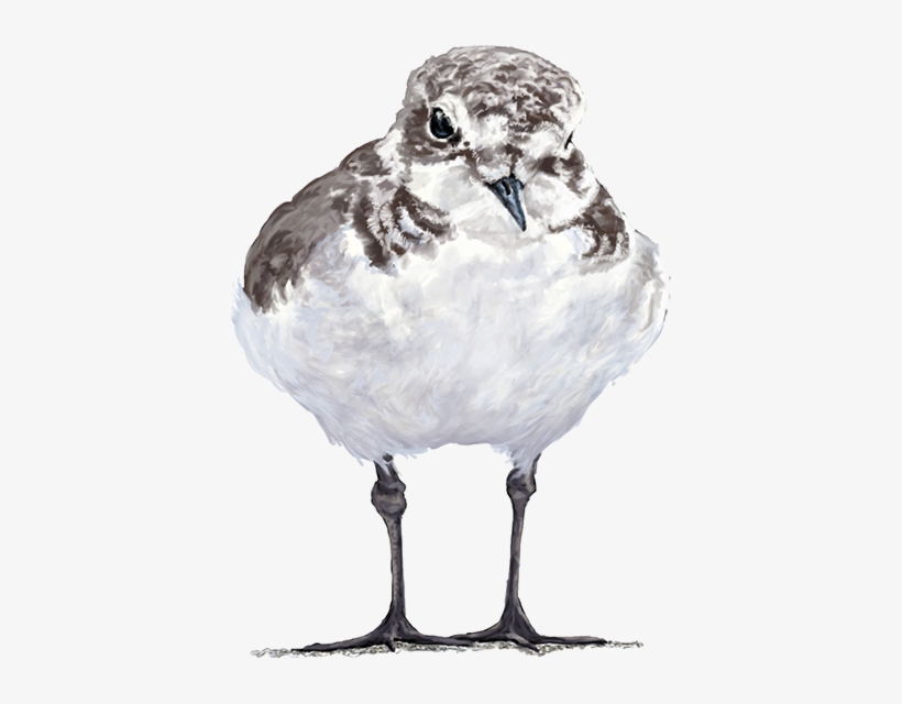 Watercolor, Pencil, Photoshop, Illustrator, Indesign - Illustrator, transparent png