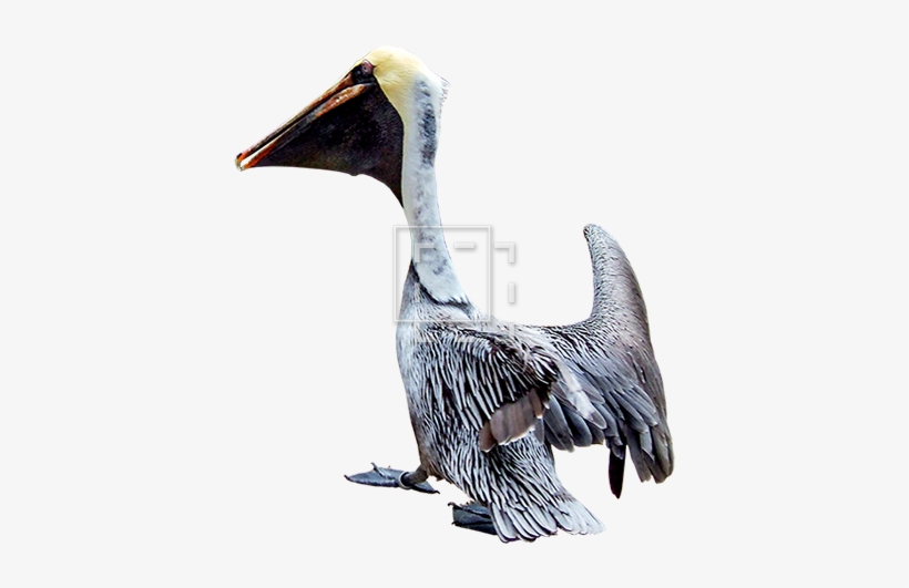 Parent Category - Brown Pelican, transparent png