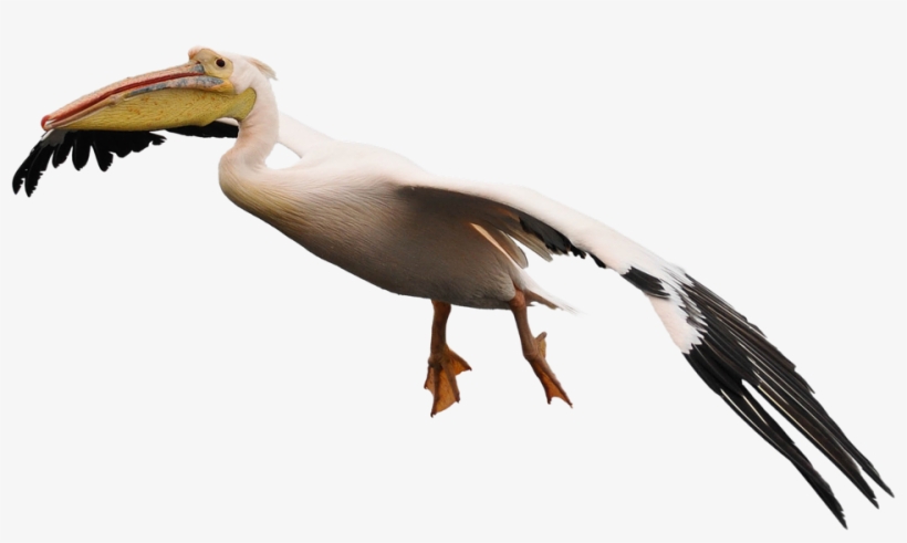 Aves Con Pico Grande, transparent png