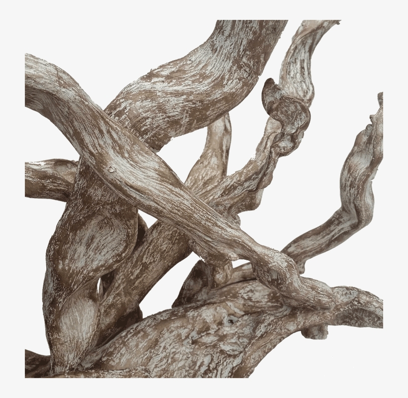 Coral - Art, transparent png