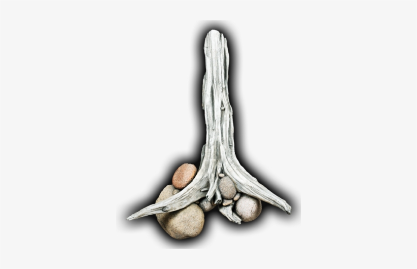 Driftwood/rock Wall Scene - Elephant Garlic, transparent png