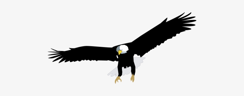 Haliaeetus Leucocephalus - Bald Eagle Vector Png, transparent png