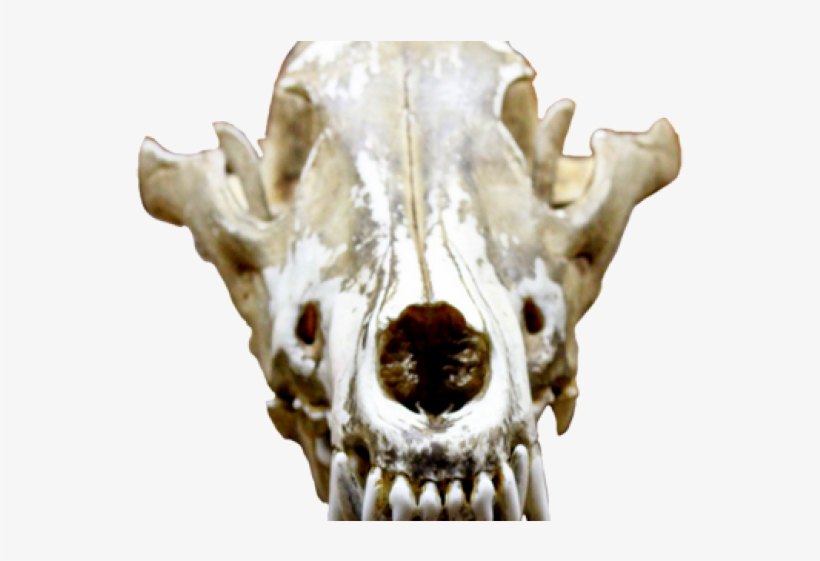 Not A Dog Person [book], transparent png