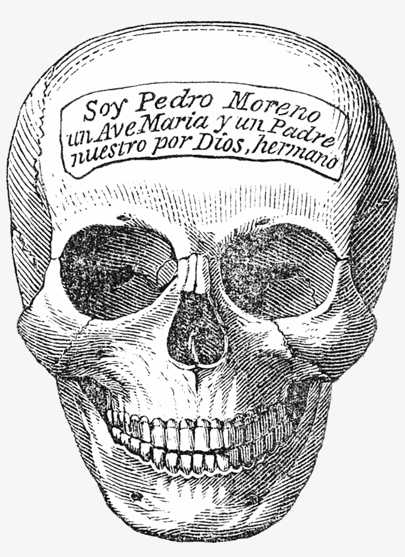 Skeleton Head - Naturalist Halloween, transparent png