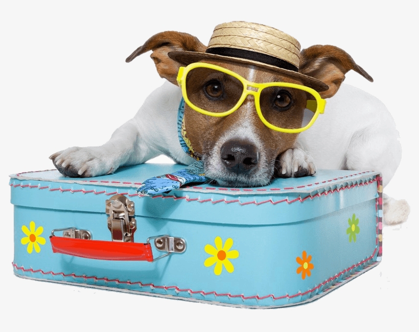 Dog Vacation - 10 Pet Friendly Hotel In The World, transparent png