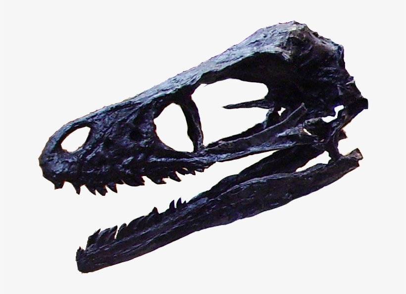 Bambiraptor-head - Bambiraptor, transparent png