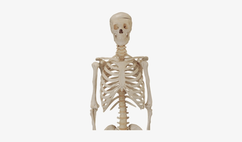 Skeleton Png For Picsart, transparent png