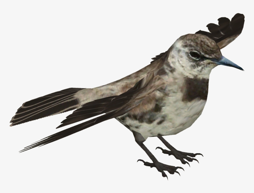 Floreana Mockingbird - Drawing, transparent png