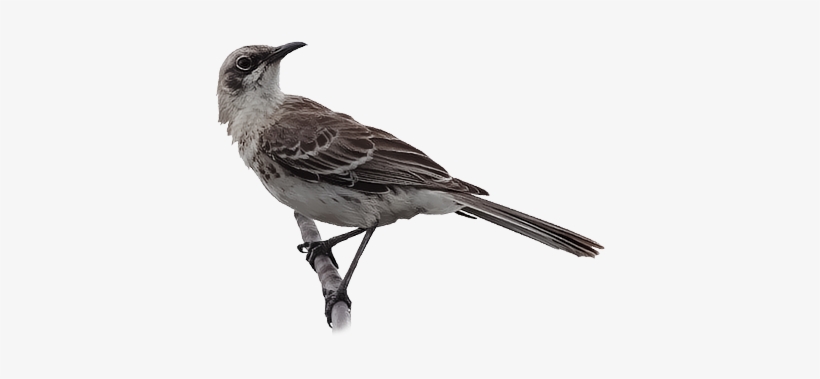 San Cristobal Mockingbird - Northern Mockingbird, transparent png