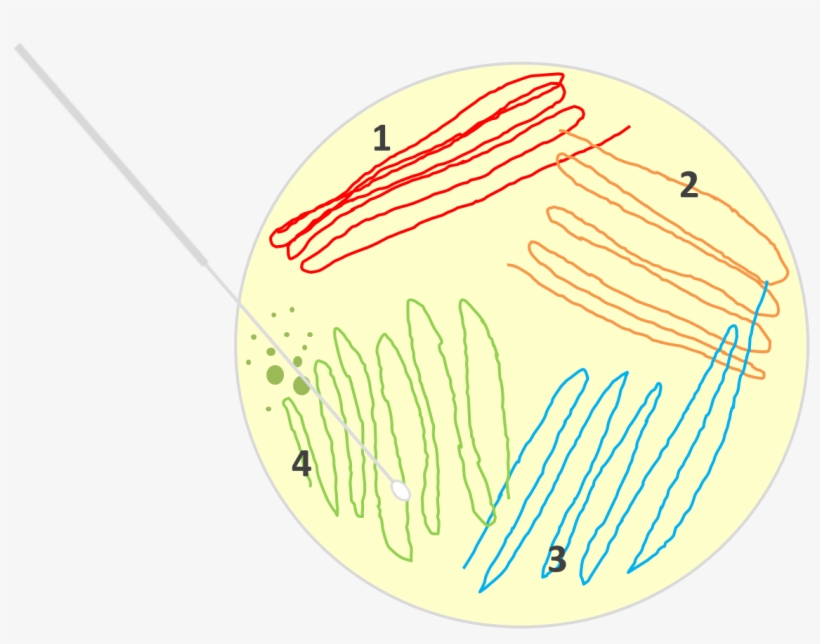 7-streak Plate - การ Streak Plate, transparent png