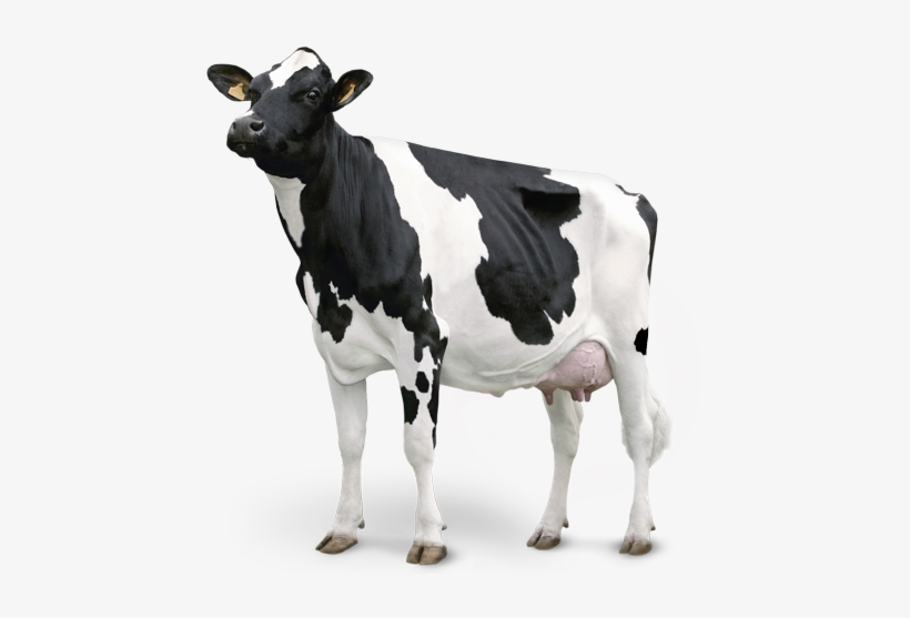 Vaca - Vaca De Leite Png, transparent png