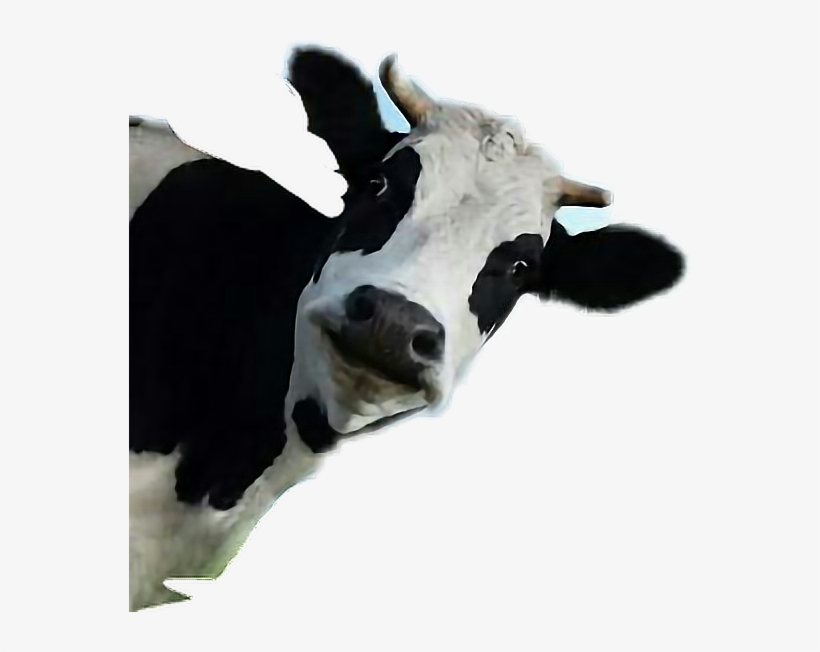 Wallmonkeys Wall Decals Wallmonkeys Cow Peel And Stick, transparent png