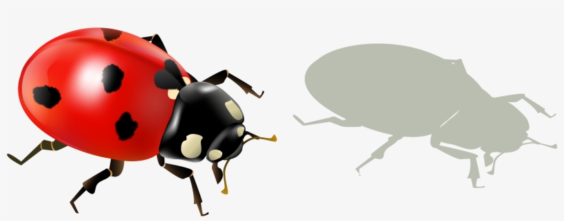 Ladybird Beetle, transparent png