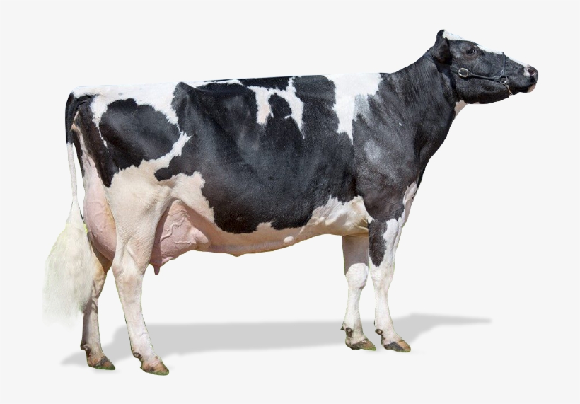 Passe O Mouse Sobre A Vaca Abaixo Para Visualizar As - Vaca Leiteira Png, transparent png