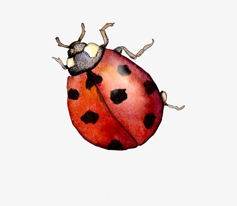 Various Sketches From The Watercolor Sketchbook I Kept - Watercolor Ladybug Png, transparent png
