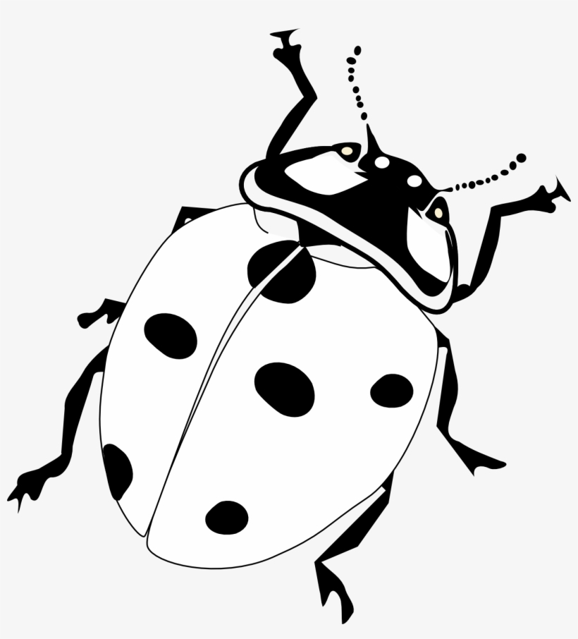 Realistic Ladybird Google Search Clip Art Transparent - Ladybird Black And White, transparent png