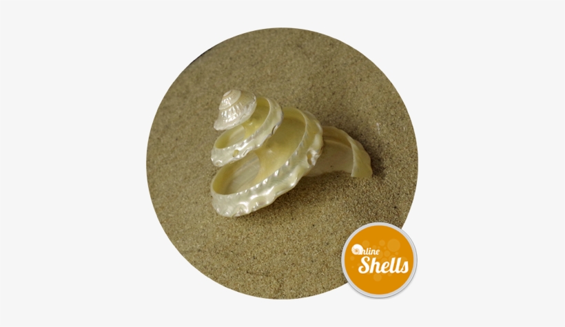 Pearl Undosa Spiral Cut - Clam, transparent png