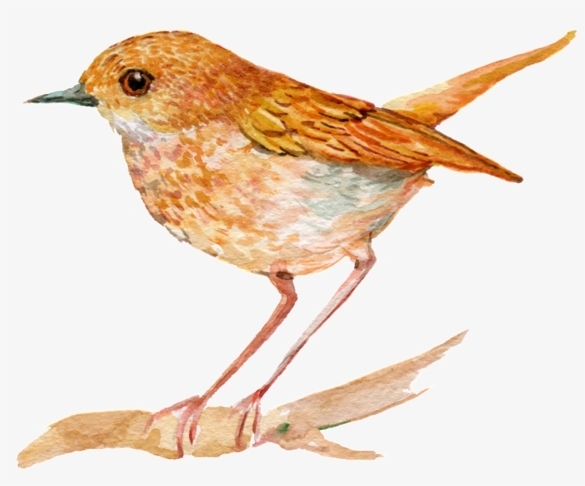 Hand Painted An Orange Bird Png Transparent - Bird, transparent png