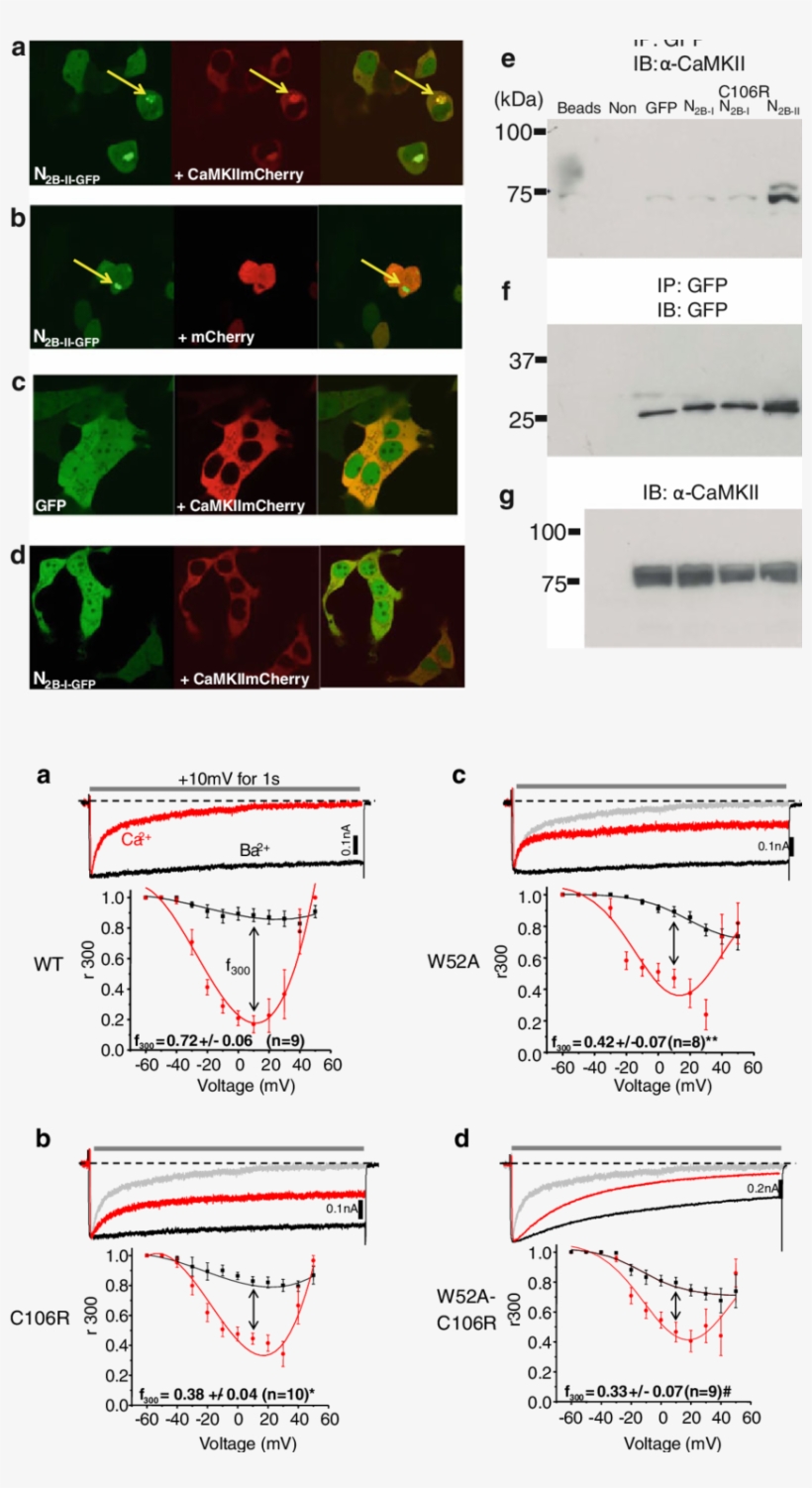 N Terminal C106 Residue Plays A Critical Role In Global - Cav1.2, transparent png