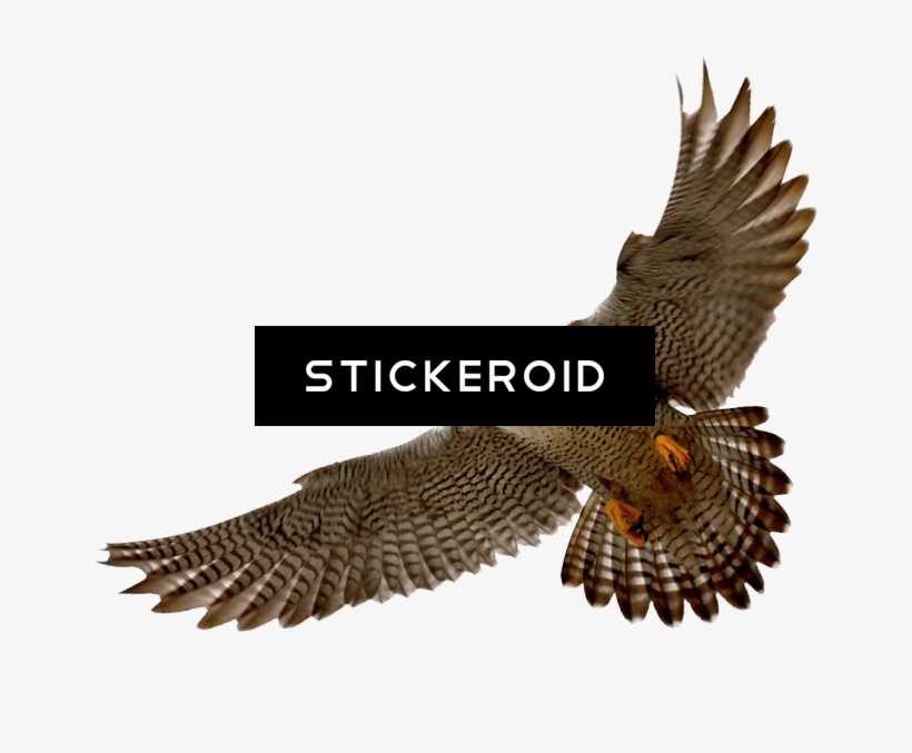 Falcon Png 11 Png Rh Stickeroid Com Cute Falcon Sad - Hawks With White Background, transparent png