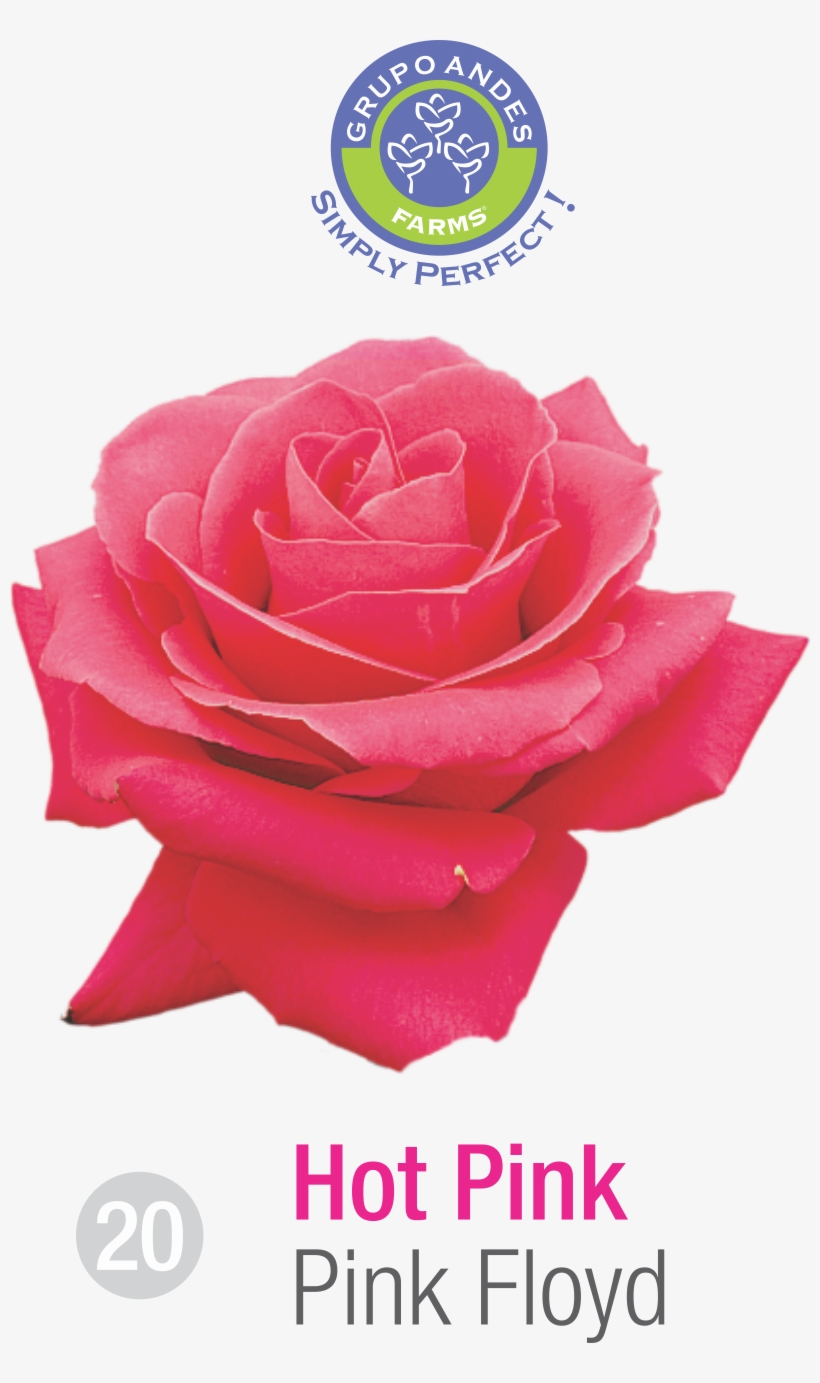 Rosa Variedad Pink Floyd Grupo Andes Farms - Portable Network Graphics, transparent png