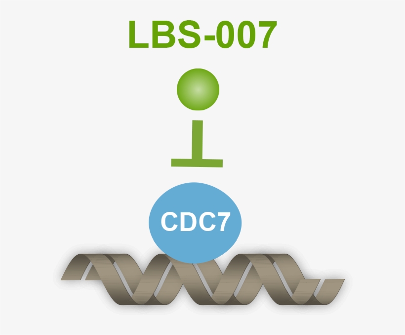 Inhibits Cdc7's Role In Dna Repilcation - Selbsthilfegruppe, transparent png