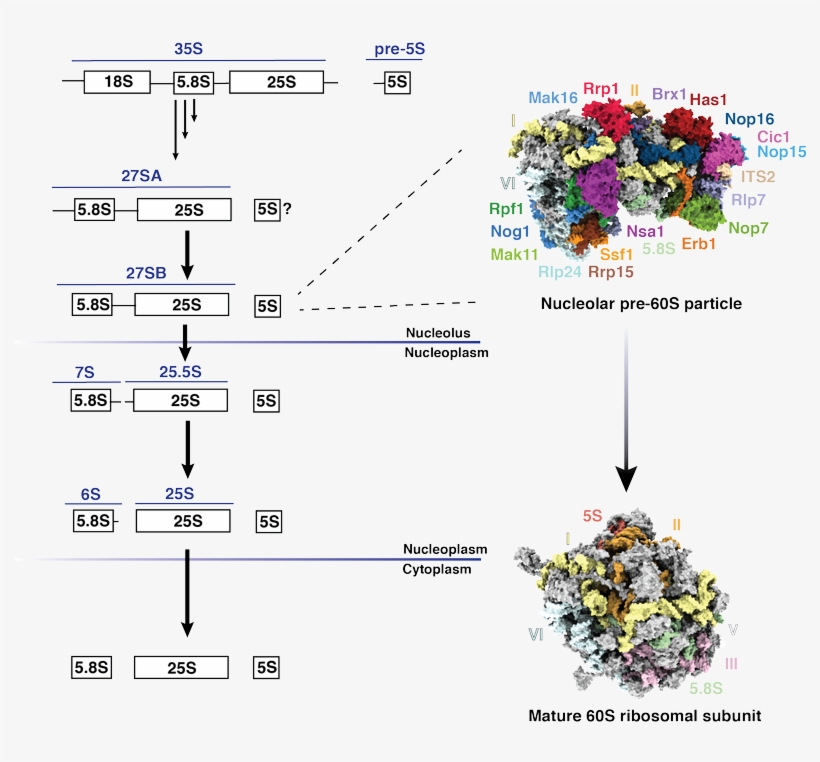 Large Subunit Ribosome Biogenesis, transparent png