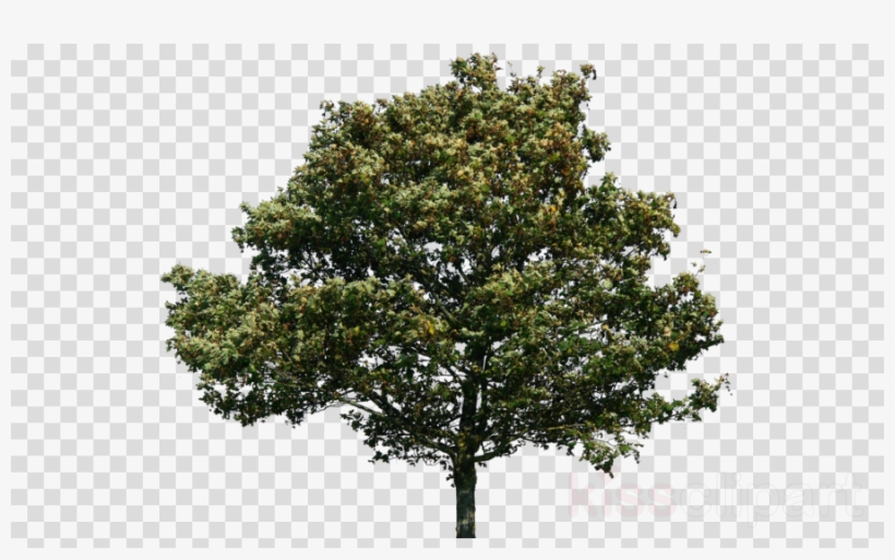 Trees On Wind Png Clipart Tree - Tree, transparent png
