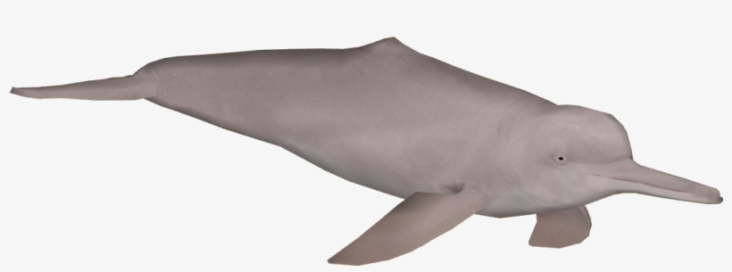 Amazon River Png Clip Art Library - Amazon River Dolphin Png, transparent png