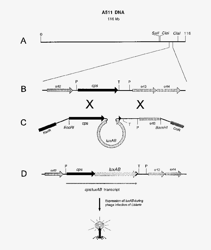 Outline Of The Homologous Recombination Process Leading - Gene, transparent png
